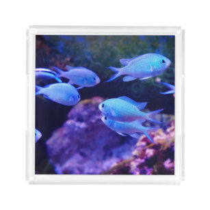 Tropical Blue Fish   Acrylic Tray