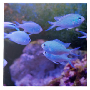 Tropical Blue Fish Ceramic Tile