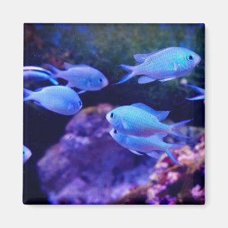 Tropical Blue Fish   Magnet