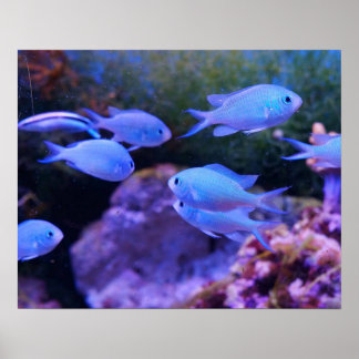 Tropical Blue Fish Poster