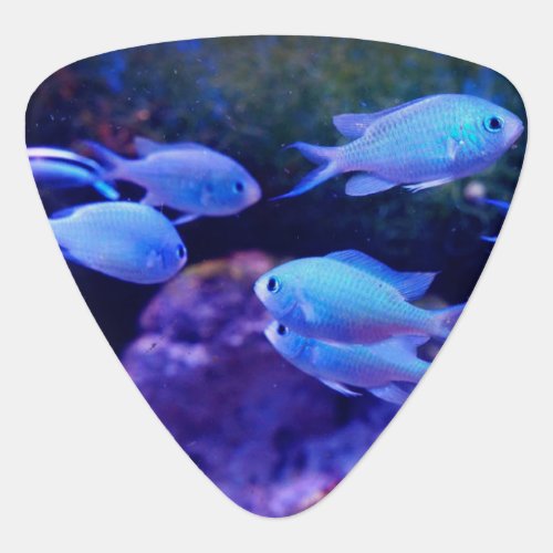 Tropical Blue Fish Regulation Guitar Pick