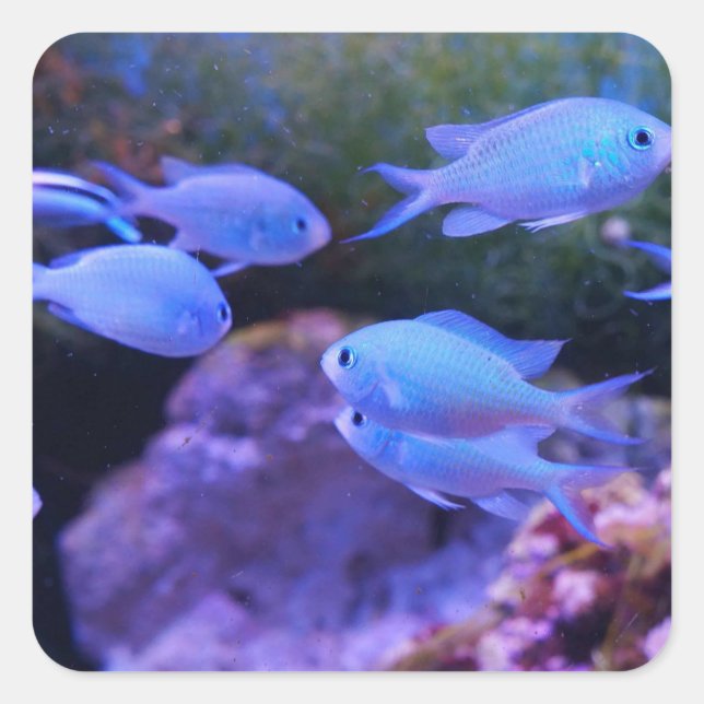 Tropical Blue Fish  Square Sticker (Front)