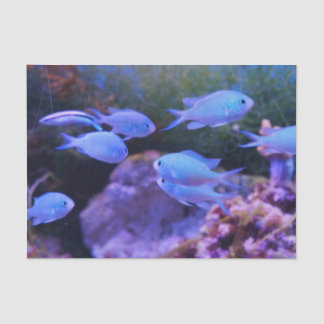 Tropical Blue Fish  Tissue Paper