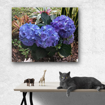 Tropical Blue Hydrangea Garden Flowers Acrylic Print by BlueHyd at Zazzle