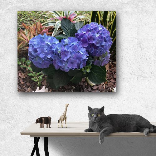 Tropical Blue Hydrangea Garden Flowers Acrylic Print