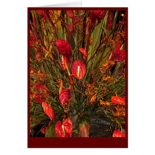 Tropical Burst (Front)