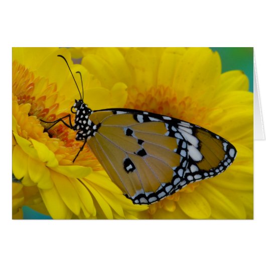Tropical Butterflies Cards (Front Horizontal)