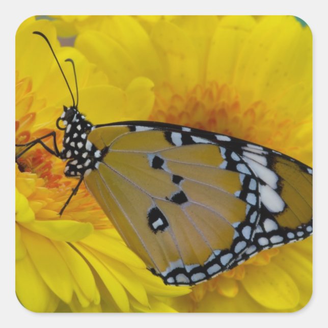 Tropical Butterflies Square Sticker (Front)
