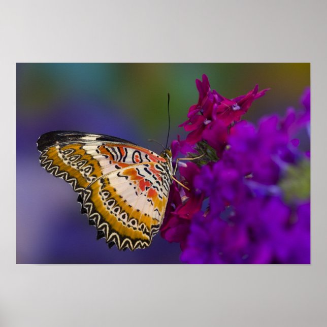 Tropical Butterfly on Purple Flowers Poster (Front)