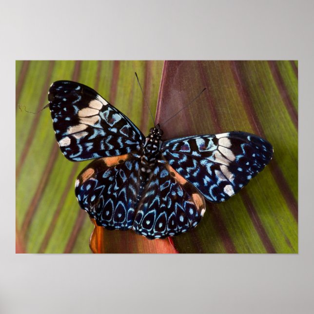 Tropical Butterfly Poster (Front)