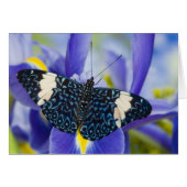 Tropical Butterfly Purple Iris (Front Horizontal)