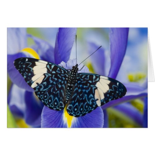 Tropical Butterfly Purple Iris Cards (Front Horizontal)