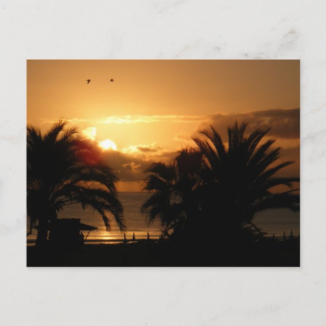 Tropical Canary islands sunrise RIU Postcard (Front)