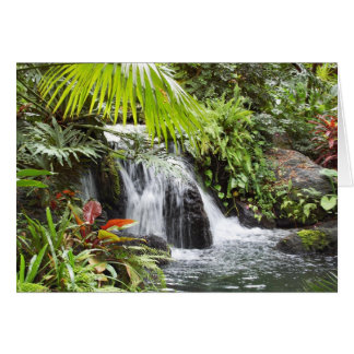 Tropical Cards