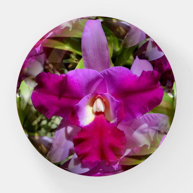 Tropical Cattleya Orchid Flower Paperweight (Front)