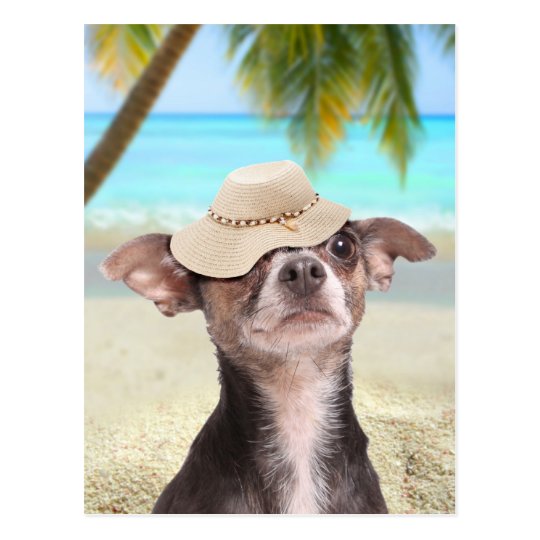 Tropical chihuahua on vacation postcard Zazzle