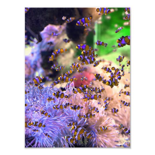 Tropical Clownfish Sea Coral Photo Print