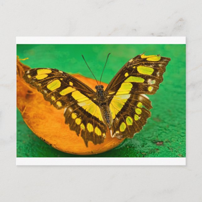 Tropical Color Postcard (Front)