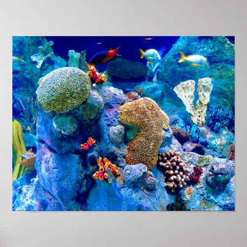 Tropical Colorful Undersea Coral Reef Poster