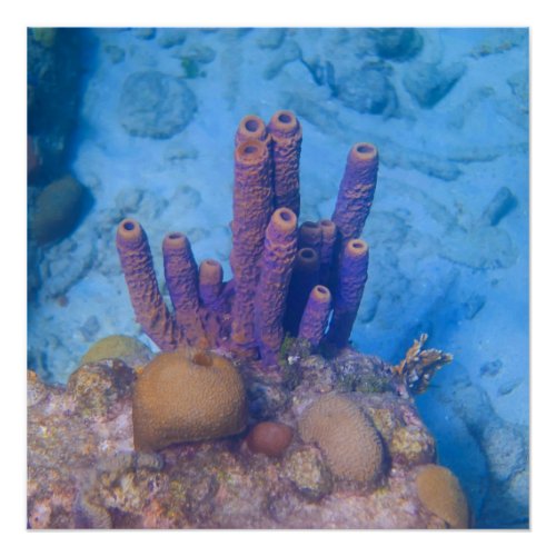 Tropical Coral Reef Poster