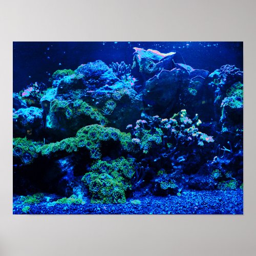Tropical Coral Reef Poster