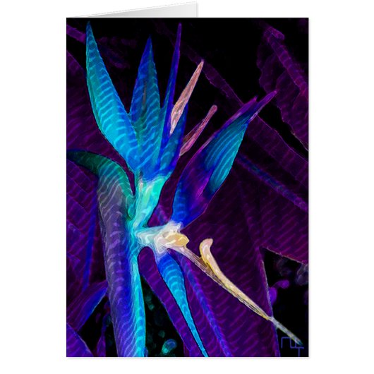 Tropical Dream Cards (Front)