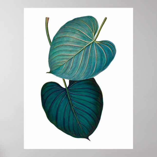 Tropical exotic philodendron leaves poster (Front)