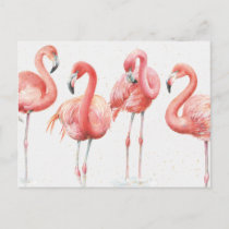 Tropical | Family of Flamingos Postcard