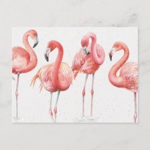 Tropical Family of Flamingos Postcard