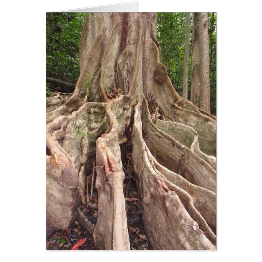 Tropical Fig Tree Roots Cards (Front)