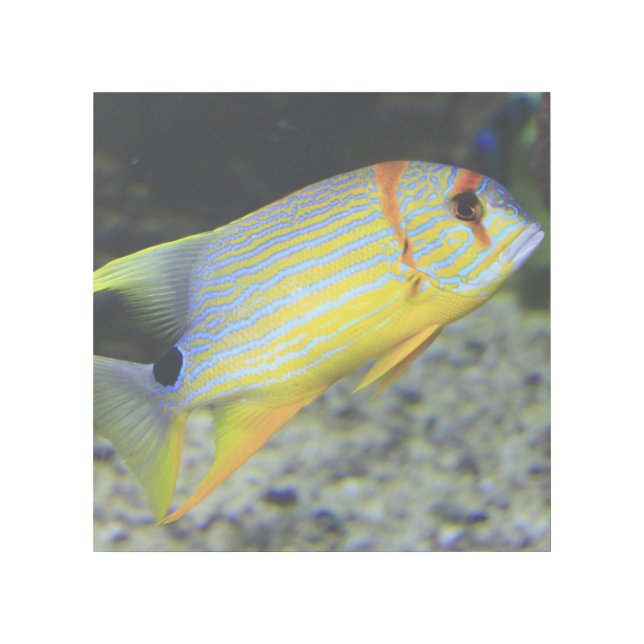 Tropical Fish 12" x 12" Gallery Wrap (Front)