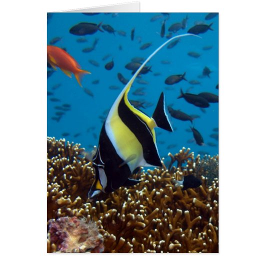 Tropical Fish Cards (Front)