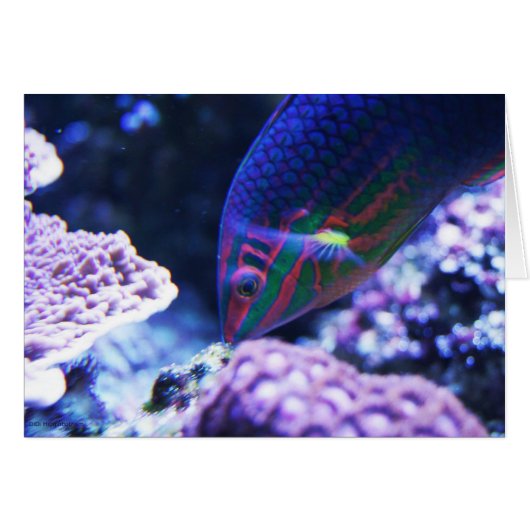Tropical Fish Cards (Front Horizontal)