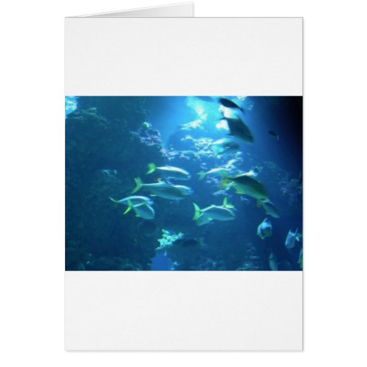 Tropical Fish Cards (Front)