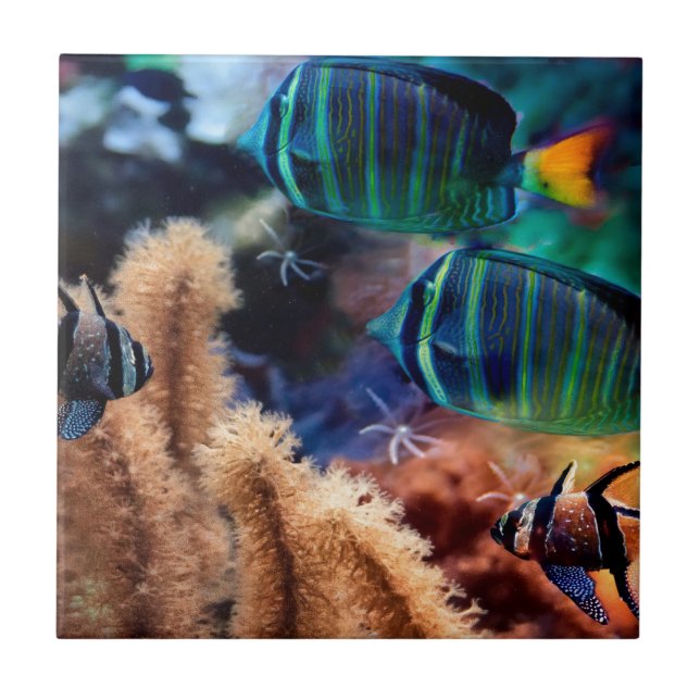 Tropical fish ceramic tile (Front)