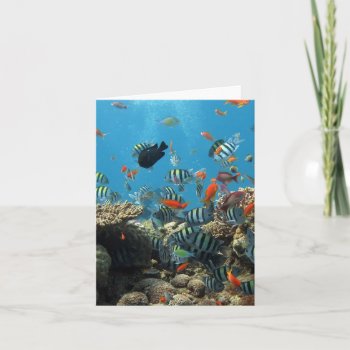 Tropical Fish Chaos Card by beachcafe at Zazzle