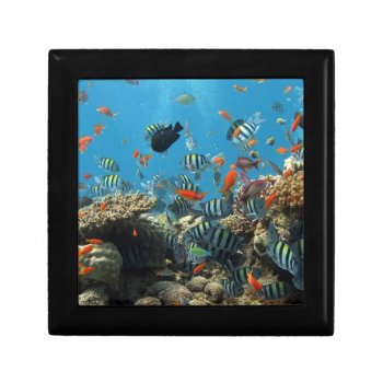 Tropical Fish Chaos Jewelry Box by beachcafe at Zazzle