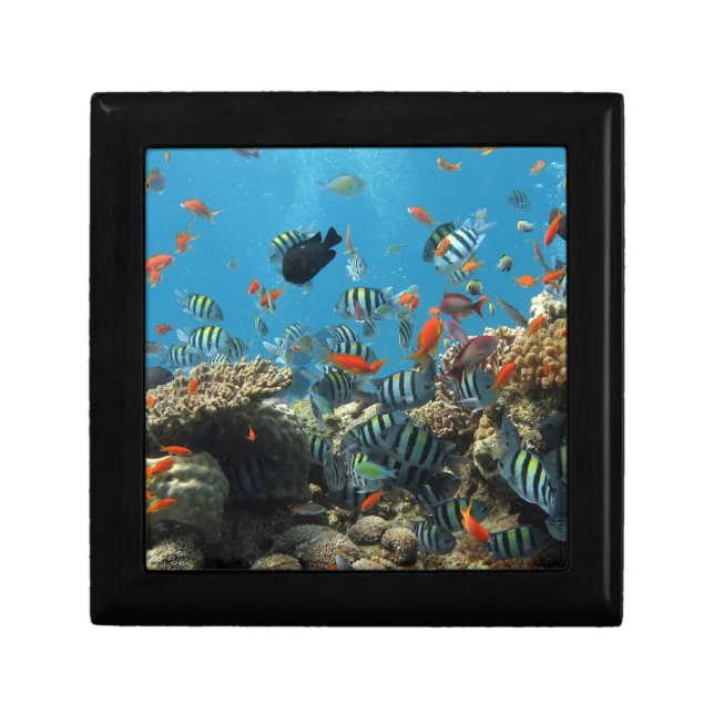 Tropical Fish Chaos Jewelry Box (Front)