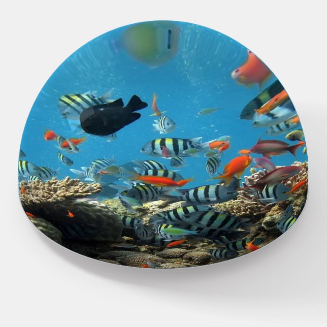 Tropical Fish Chaos Paperweight (Angled)