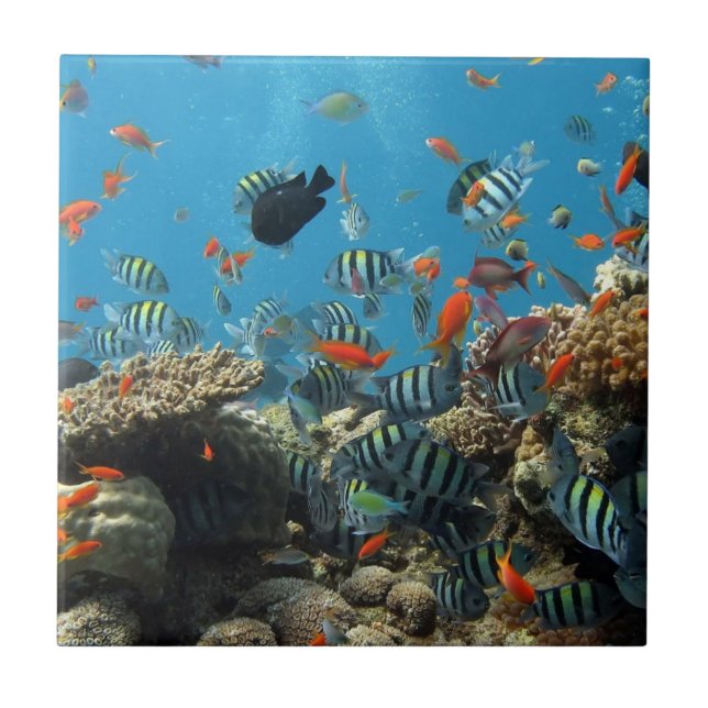 Tropical Fish Chaos Tile (Front)