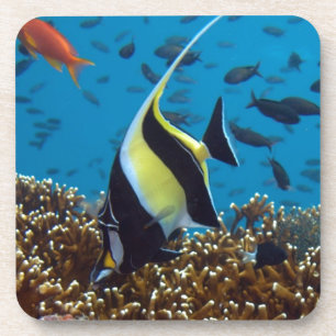 Tropical fish coaster