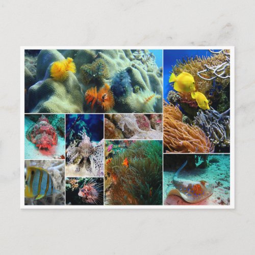 Tropical Fish collage ocean sea coral dive Postcard