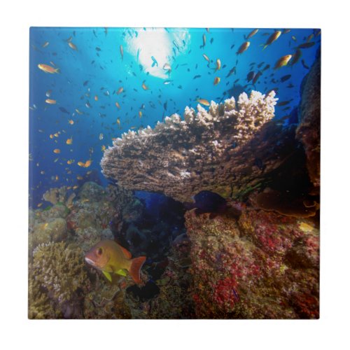 Tropical Fish Great Barrier Reef Coral Sea Gift Ceramic Tile