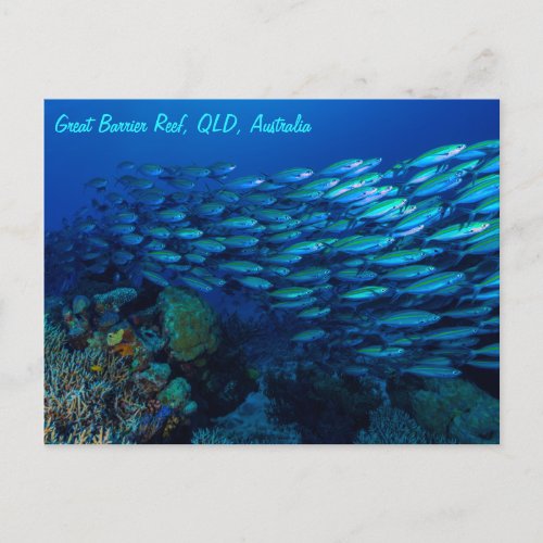 Tropical Fish Great Barrier Reef Coral Sea Postcard