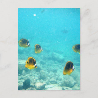 Tropical Fish in Hawaii Postcard