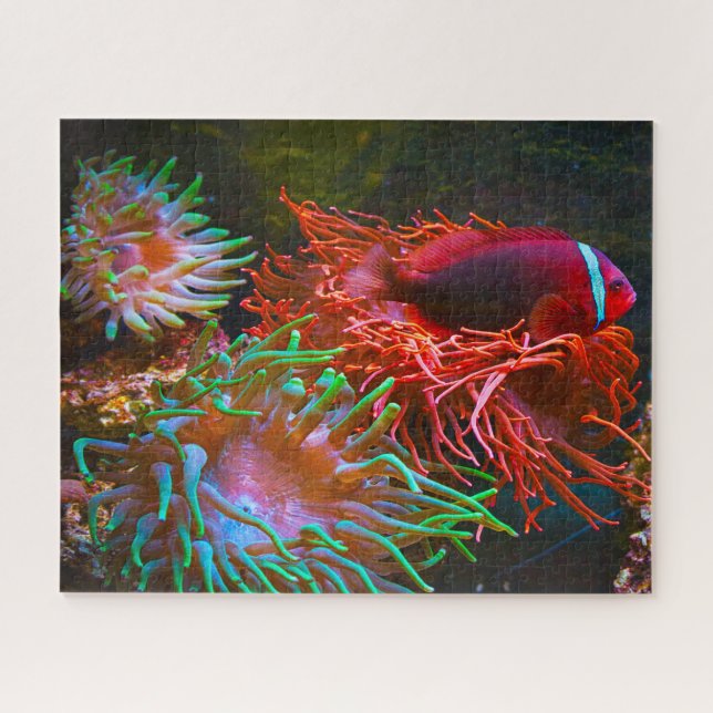 Tropical Fish Jigsaw Puzzle (Horizontal)