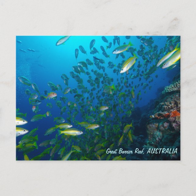 Tropical Fish of the Coral Sea Postcard (Front)