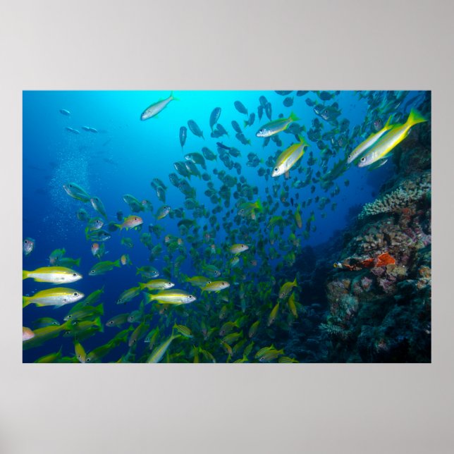 Tropical Fish of the Coral Sea Poster (Front)