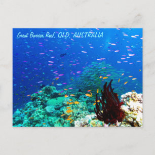 Tropical Fish on the Great Barrier Reef Postcard