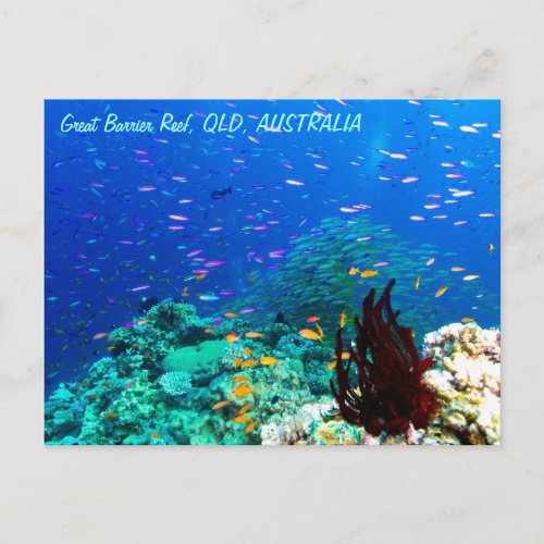 Tropical Fish on the Great Barrier Reef Postcard